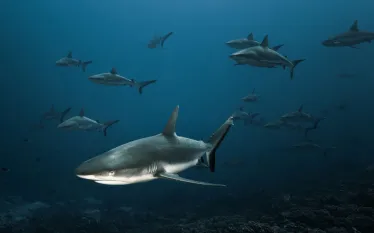 _fin_tastic_shark_photos___christophe_lapeze.jpg.webp
