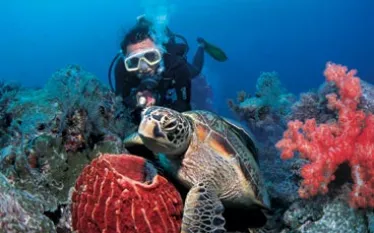 -Saeshe_Diving_.jpg.webp