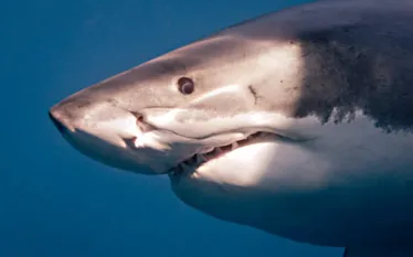 shark-eye.jpg.webp
