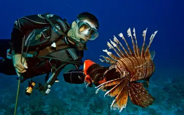 -reef_.jpg.webp