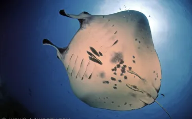 .judy.g.manta.ray.jpg.webp