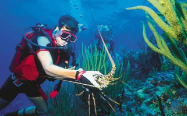 FLlobstering_A.jpg.webp