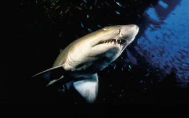 NCsharkdive_A.jpg.webp