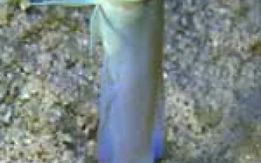 PH__fishart.jpg.webp