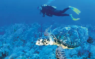 cayman_A.jpg.webp