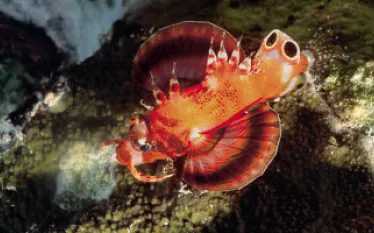 micronesia_A.jpg.webp