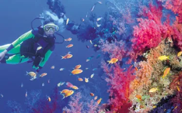 redsea_A.jpg.webp