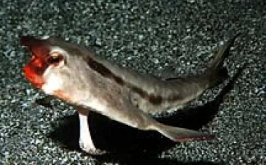 NY__galapagos.jpg.webp