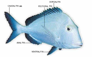 TR_findfish_.gif.webp