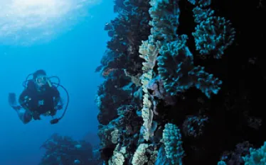 fiji_A.jpg.webp