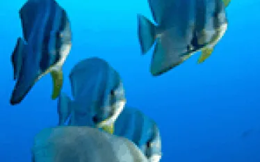 frink_batfish.gif.webp