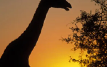 frink_GIRAFF~.jpg.webp