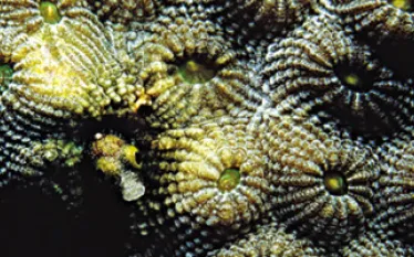 TR_bonaire_A.jpg.webp