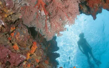 TR_DLthailand_.jpg.webp
