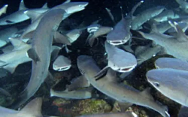 _sharkwater.jpg.webp
