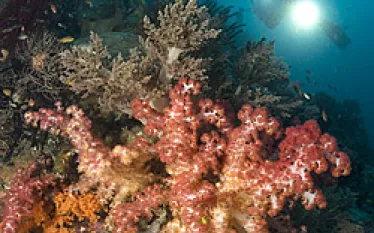 _indonesia_bali.jpg.webp