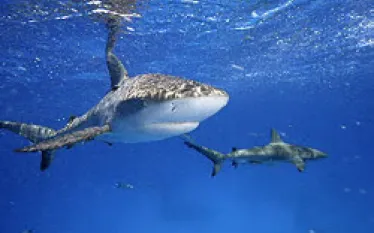 _bahamas_sharks.jpg.webp