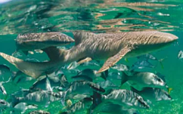 _travel_belize_.jpg.webp