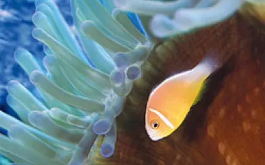 _fiji_.jpg.webp