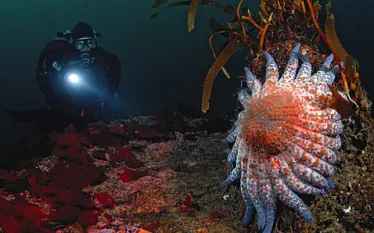 _monterey_.jpg.webp