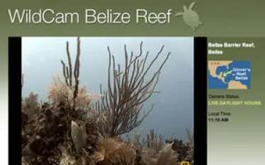 _belize_oceancam.jpg.webp