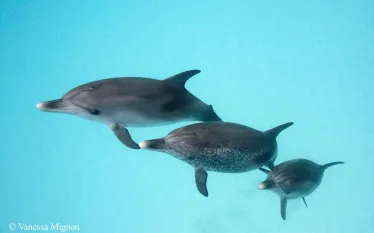 __mignon_bahamas_img_.jpg.webp