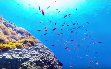 video-scubadiving-taiwan-greenisland.png.webp