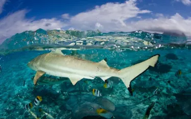 _scuba-diving-sharks.jpg.webp