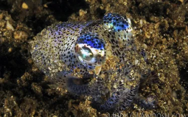 .bobtail.squid_.jpg.webp