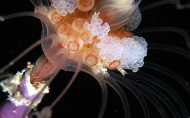 .solitary.hydroid.jpg.webp