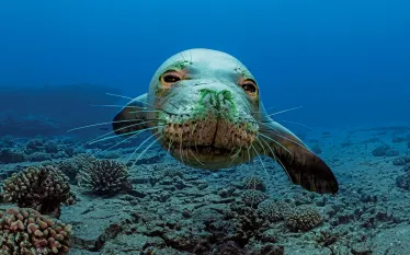 -hawaiian-monk-seals.jpg.webp