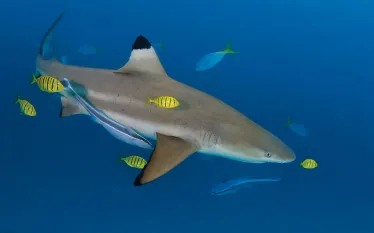 _bluecorner-palau_scuba-diving.jpg.webp