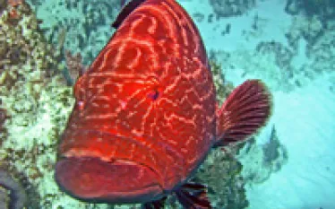 Abaco-Island-copyweb.jpg.webp