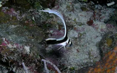 Alien Nation juvenile Spotted Drum  Large .jpg.webp