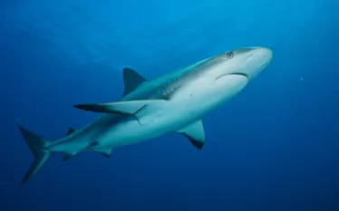 Bahamas-Caribbean-Reef-Shark-.jpg.webp