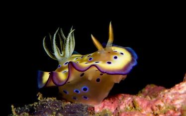 Chromodoris kuniei nudibranch.jpg.webp