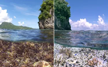 Coral-Bleaching-Photo.jpg.webp