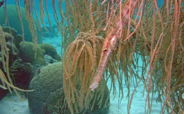 House Reef trumpetfish  Small .jpg.webp