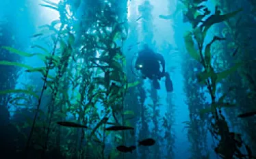 TN_basic_diving_in_kelp_.jpg.webp