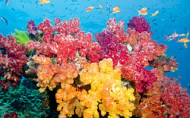TR_fiji_in_living_color.jpg.webp
