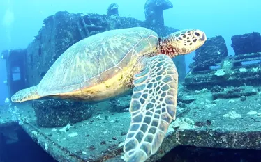 a-sea-turtle.jpg.webp
