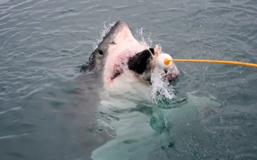 aae-shark-week-main.jpg.webp