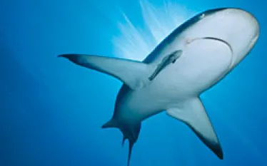 adventure_guide_bahamas_.jpg.webp