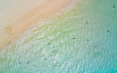 aerial-reef-sharks-isaf-shutterstock_.jpg.webp