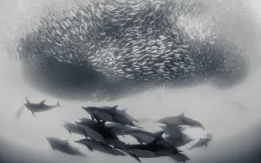 aggregation-dives-sardine-run-.jpg.webp