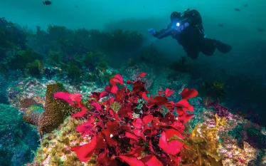 alaska-diving-.jpg.webp