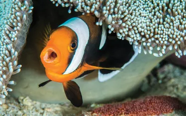 alex-mustard-clownfish--web.jpg.webp