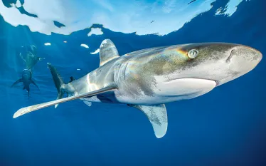 alex-mustard-oceanic-whitetip-web.jpg.webp
