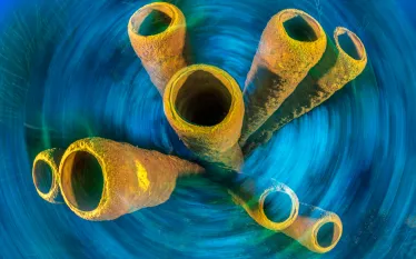 alexmustard.scubadivingmagazine.december.jpg.webp