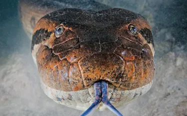 anaconda-brazil-tongue-aa-teaser-scubadiving_.jpg.webp